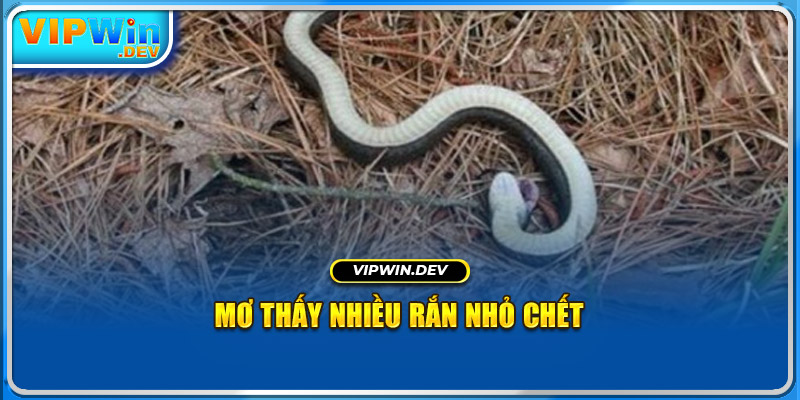 Mơ thấy nhiều rắn nhỏ chết 