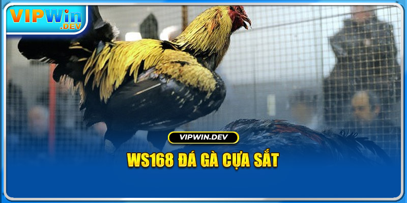 Ws168 Đá Gà cựa sắt